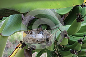 Nest with small bird eggs on banana tree