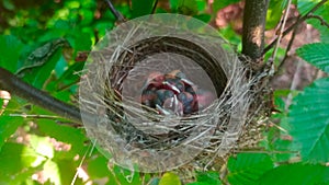 A nest with small chicks in the bushes