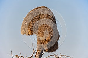 Nest of the Sociable Weaver 4861
