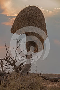 Nest of the Sociable Weaver 4879