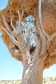 Nest of the sociable weaver , Augrabies Falls National Park , South Africa