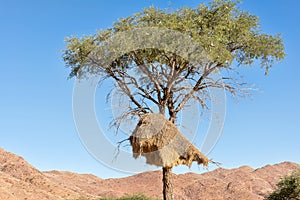 Nest of sociable weavers