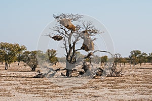Nest of a Social Weaver Bird on a Tree in Etosha National Park