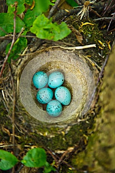 Nest of Song Thrush (Turdus philomelos ). photo