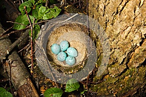 Nest of Song Thrush (Turdus philomelos ).