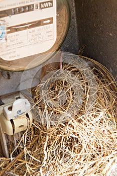 Nest of a sparrow in a cabinet with electrical meter