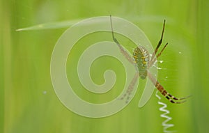 Nest of spiders