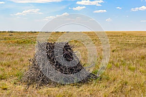 Nest of Steppe eagle or Aquila nipalensis