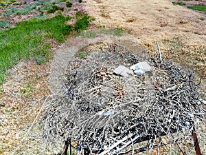 Nest of Steppe eagle or Aquila nipalensis with small nestlings