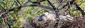 Nest of Steppe eagle or Aquila nipalensis with small nestlings