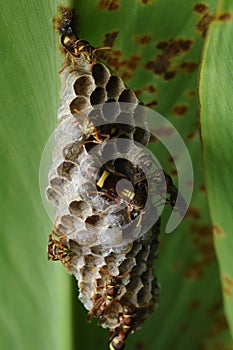 The nest of sting was captured with the green background.