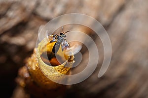 Nest,Stingless Bee,sometimes called stingless honey bees,blur,Soft focus.