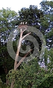 Nest of the stork in lithuania. The vilage of lithuania. The most beuty of the wild.