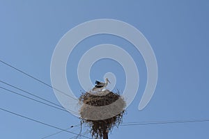 Nest of Stork at the top of the electric pole in the village of storks and Armenia