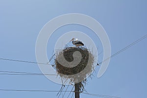 Nest of Stork at the top of the electric pole in the village of storks and Armenia