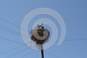 Nest of Stork at the top of the electric pole in the village of storks and Armenia