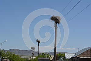 Nest of Stork at the top of the electric pole in the village of storks and Armenia