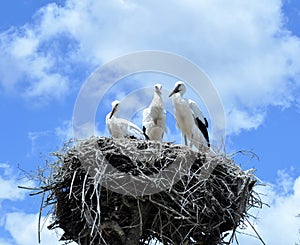 Nest of Storks