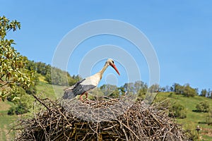 Nest of storks in Darreh Tafi village near Zarivar lake, Marivan, Iran photo