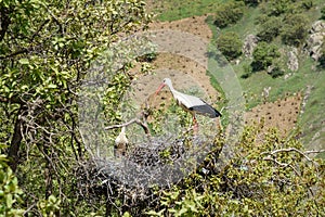 Nest of storks in Darreh Tafi village near Zarivar lake, Marivan, Iran