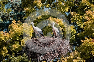 Nest of storks high above the ground, Slovakia