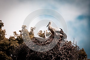 Nest of storks high above the ground, Slovakia