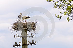 Nest of storks pair on a background of blue sky and light clouds
