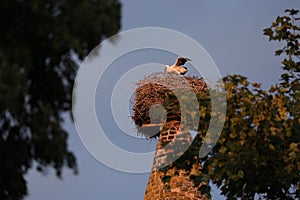 Nest of storks up on a high building tower