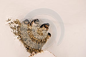 Nest with swallows (Hirundo rustica)