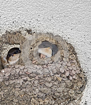 Nest of swallows with young birds in the middle.