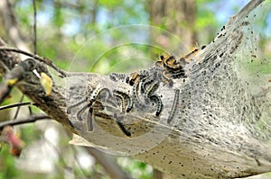 Nest of tent caterpillars