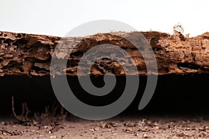 Nest termite, background of nest termite, damaged wooden eaten by termite or white ant