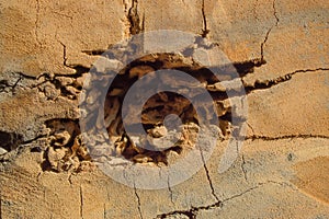 Nest termite on decay wood poles. Copy space for text