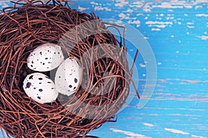 Nest with three eggs in detail