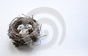 A nest with three quail eggs on a business table photo