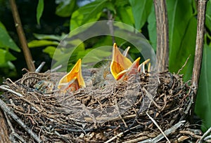 Nest of thrush 11