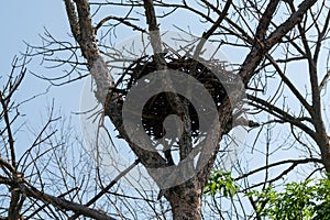 Nest on a tree that has dried up as a result of eating roots by a pest