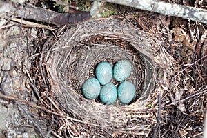 Nest. Turdus merula, Blackbird.