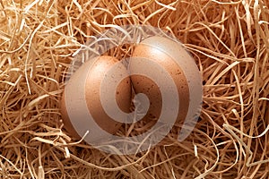 Nest with two brown eggs in close-up