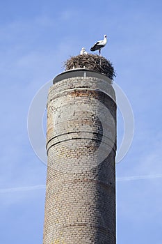 Nest with two storks on old industrial chimney in holland