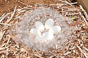 Nest of Unhatched Canadian Geese Eggs. photo