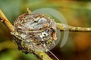 Nest of Vanikoro Broadbill Myiagra vanikorensis with chicks on