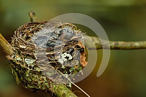 Nest of Vanikoro Broadbill Myiagra vanikorensis with chicks on