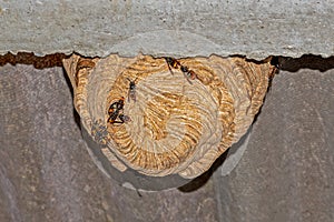 Vespa velutina or Asian wasp alert in its nest killer wasp photo