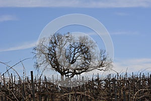 Nest among vines photo