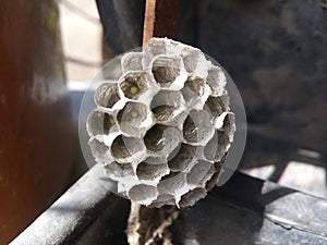 Nest, wasp, vespula, wasps, honeycomb, vespiary, pest, nature, closeup, yellow, paper, animal, home, wild, wildlife, danger, strip