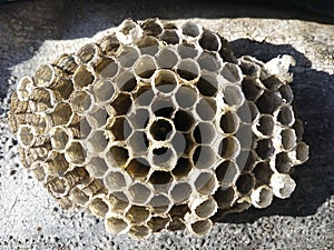 Nest, wasp, vespula, wasps, honeycomb, vespiary, pest, nature, closeup, yellow, paper, animal, home, wild, wildlife, danger, strip