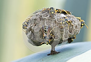 Nest of wasps