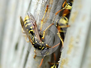 Nest of wasps