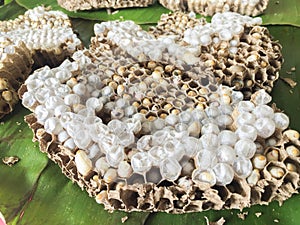Wasp nest